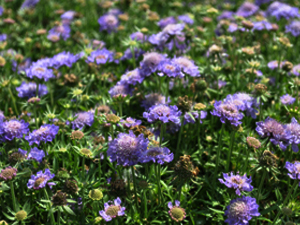 Vivers Càrex - Scabiosa japonica var. alpina 